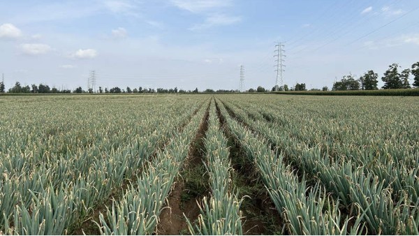 內(nèi)蒙古呼和浩特大面積鋼蔥新種案例